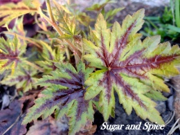 Tiarella 'Sugar and Spice' (W)