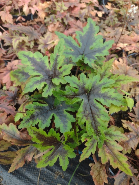 Tiarella 'Sugar and Spice' (W)