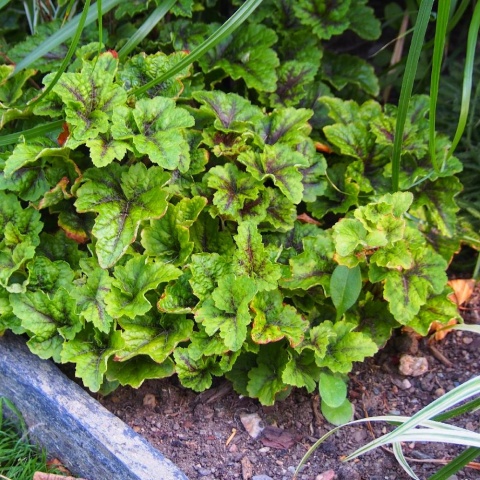Tiarella 'Sunset Ridge' (L)