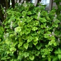 Tiarella 'Sunset Ridge' (L)