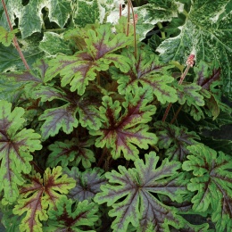 Tiarella 'Sylvan Lace' (W)
