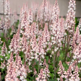 Tiarella 'Sylvan Lace' (W)