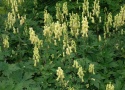 Tojad lisi- Aconitum vulparia (L)