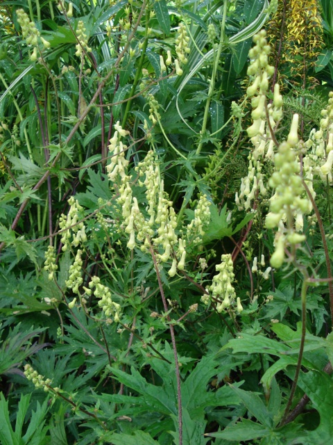 Tojad lisi- Aconitum vulparia (L)