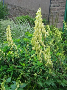 Tojad lisi- Aconitum vulparia (L)