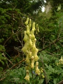 Tojad lisi- Aconitum vulparia (L)