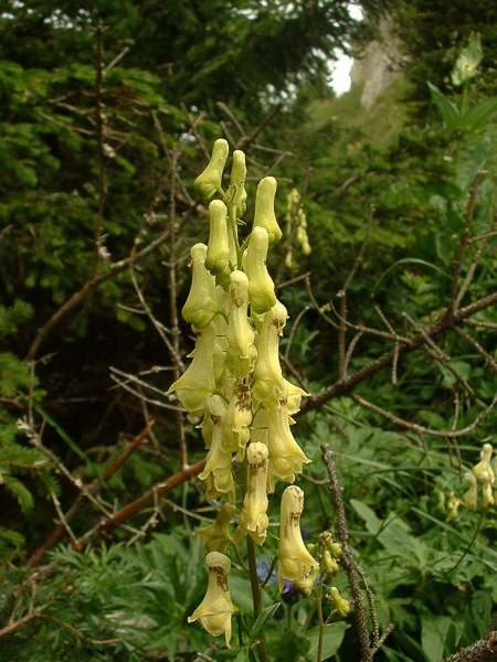 Tojad lisi- Aconitum vulparia (L)