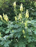 Tojad lisi- Aconitum vulparia (L)