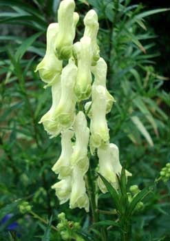 Tojad północny- ACONITUM SEPTENTRIONALE 'IVORINE' (W)