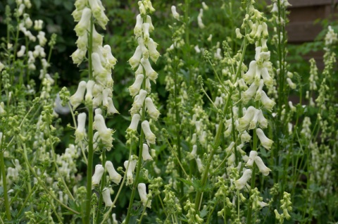 Tojad północny- ACONITUM SEPTENTRIONALE 'IVORINE' (W)