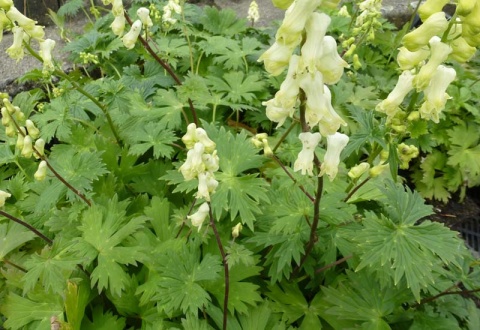 Tojad północny- ACONITUM SEPTENTRIONALE 'IVORINE' (W)