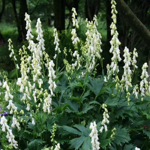 Tojad północny- ACONITUM SEPTENTRIONALE 'IVORINE' (W)