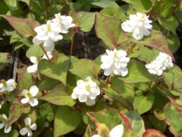 Tułacz pstry- Houttuynia cordata 'Plena' (L)