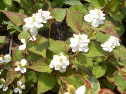 Tułacz pstry- Houttuynia cordata 'Plena' (L)