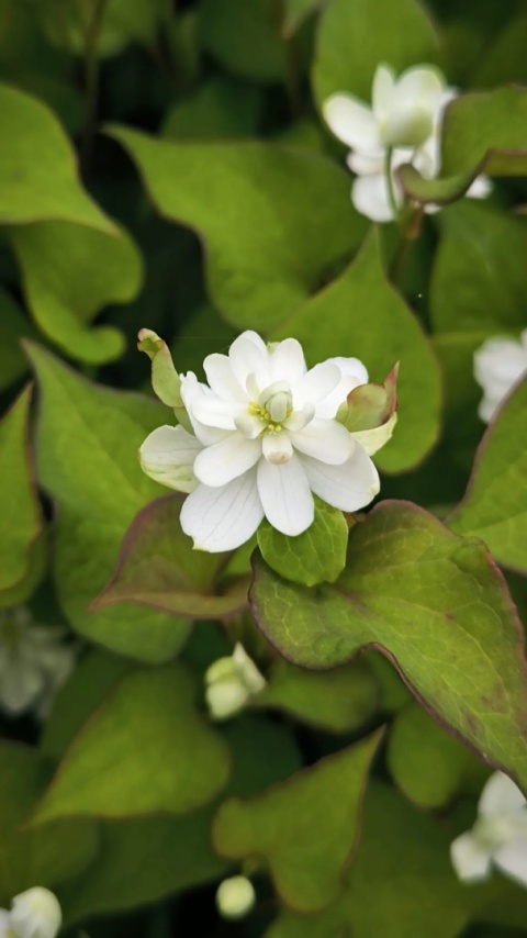 Tułacz pstry- Houttuynia cordata 'Plena' (L)