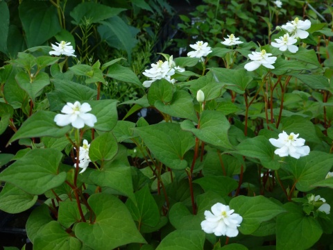 Tułacz pstry- Houttuynia cordata 'Plena' (L)