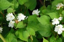 Tułacz pstry- Houttuynia cordata 'Plena' (L)