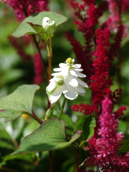 Tułacz pstry- Houttuynia cordata 'Plena' (L)