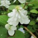 Tułacz pstry- Houttuynia cordata 'Plena' (L)