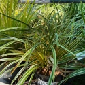 Turzyca- Carex 'Everglow' (L)