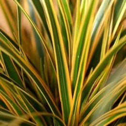 Turzyca- Carex 'Everglow' (L)