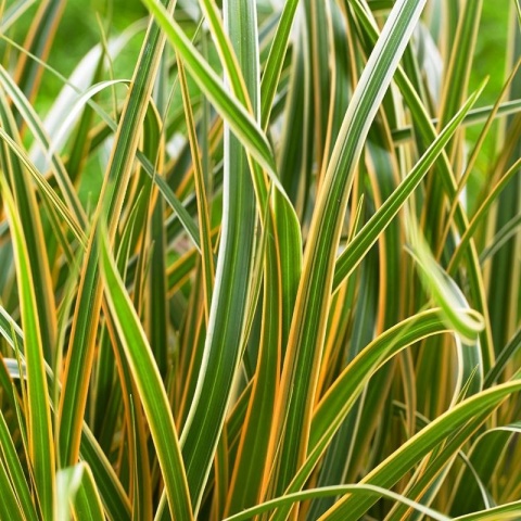 Turzyca- Carex 'Everglow' (L)
