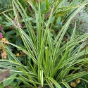 Turzyca morowa- Carex morrowii 'Goldband' (W)