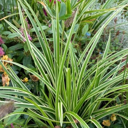 Turzyca morowa- Carex morrowii 'Goldband' (W)
