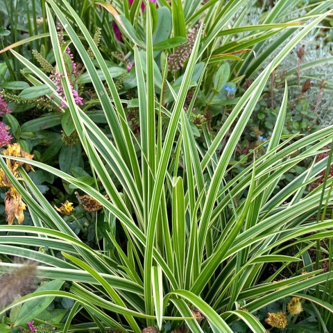 Turzyca morowa- Carex morrowii 'Goldband' (W)