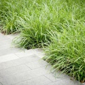 Turzyca morowa- Carex morrowii 'Goldband' (W)