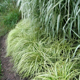 Turzyca oszimska- Carex oshimensis 'Ice Cream' (L)