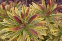 Wilczomlecz- Euphorbia 'Ascot Rainbow' (W)