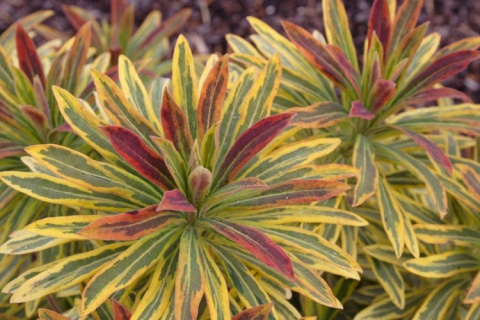 Wilczomlecz- Euphorbia 'Ascot Rainbow' (W)