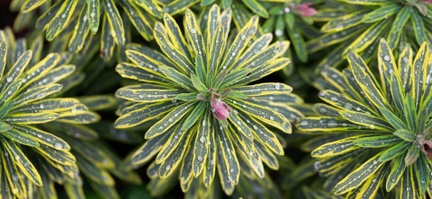 Wilczomlecz- Euphorbia 'Ascot Rainbow' (W)