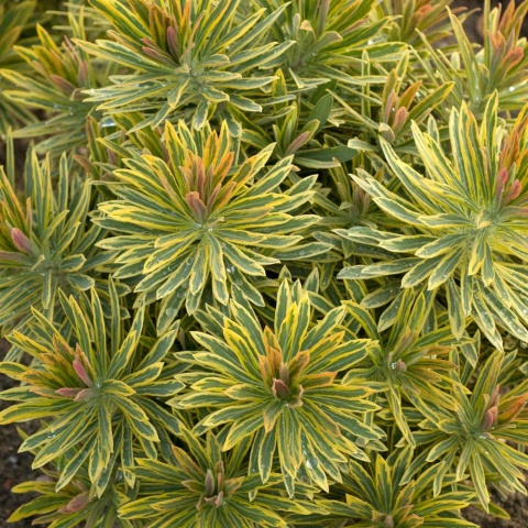 Wilczomlecz- Euphorbia 'Ascot Rainbow' (W)