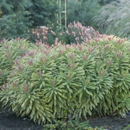 Wilczomlecz- Euphorbia 'Ascot Rainbow' (W)