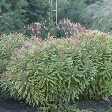 Wilczomlecz- Euphorbia 'Ascot Rainbow' (W)