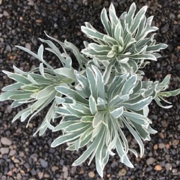 Wilczomlecz - Euphorbia Glacier Blue (L)