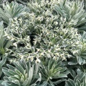 Wilczomlecz - Euphorbia Glacier Blue (L)