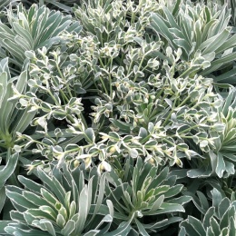 Wilczomlecz - Euphorbia Glacier Blue (L)