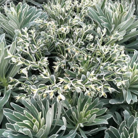 Wilczomlecz - Euphorbia Glacier Blue (L)