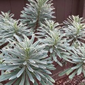Wilczomlecz - Euphorbia Glacier Blue (L)