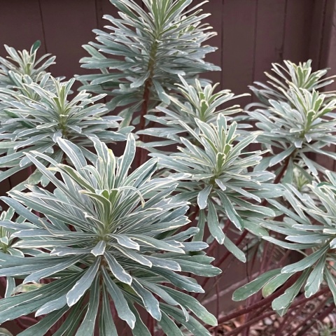 Wilczomlecz - Euphorbia Glacier Blue (L)