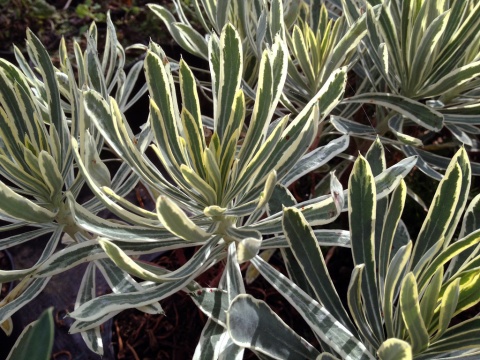 Wilczomlecz - Euphorbia char. Emmer Green (L)