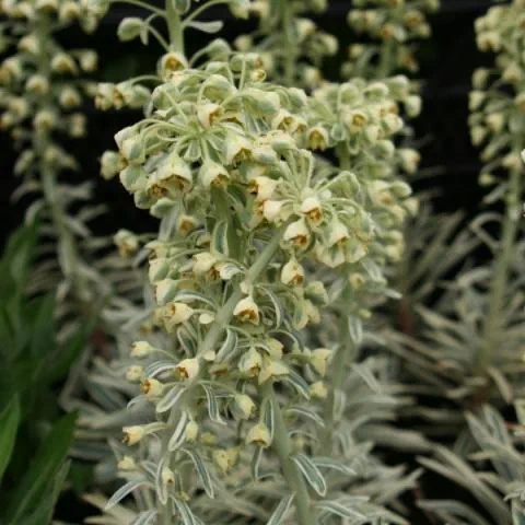 Wilczomlecz - Euphorbia char. Emmer Green (L)