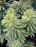 Wilczomlecz - Euphorbia char. Emmer Green (L)