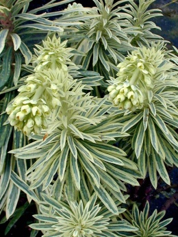 Wilczomlecz - Euphorbia char. Emmer Green (L)