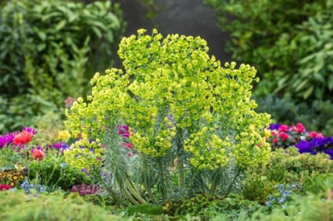 Wilczomlecz - Euphorbia char. Shorty (L)