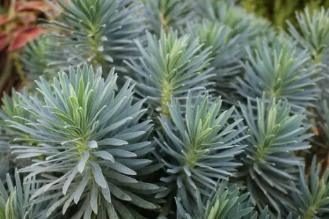 Wilczomlecz - Euphorbia char. Shorty (L)