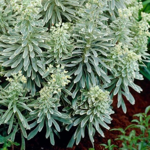 Wilczomlecz - Euphorbia char. Silver Edge (W)